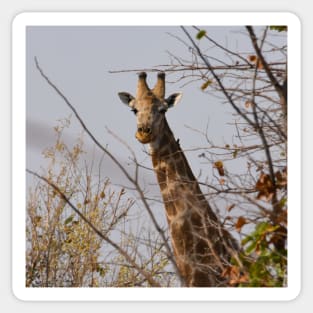 Male giraffe on a safari in Botswana Sticker